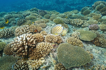 Underwater corals with ornate butterflyfish on the ocean floor, upper reef slope of Bora Bora island, south Pacific ocean, French Polynesia