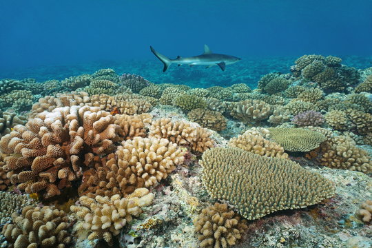 Corals on the ocean floor with a grey reef shark in background, underwater on the upper reef slope of Bora Bora island, south Pacific ocean, French Polynesia
