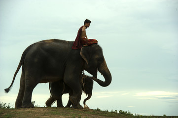 Fototapeta na wymiar Young elephant with man