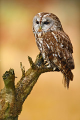 Tawny owl in the forest. Brown bird Tawny owl sitting on tree stump in the dark forest habitat....