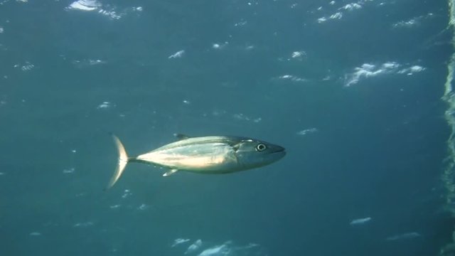 tuna