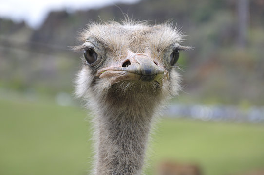 Detail of the head of an ostrich