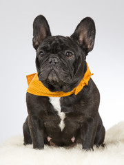 French bulldog portrait. The dog is wearing an orange scarf. Image taken in a studio.