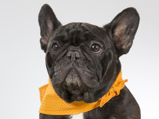 French bulldog portrait. The dog is wearing an orange scarf. Image taken in a studio.