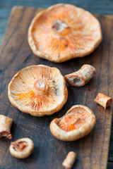 Saffron Milk Cap mushrooms