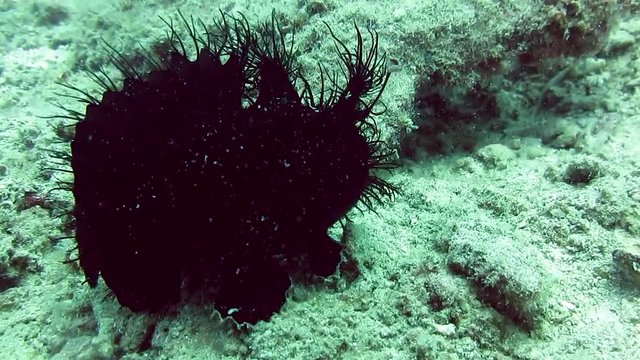 hairy frog fish