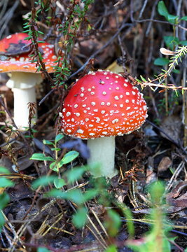 Two red fly agarics in the wood