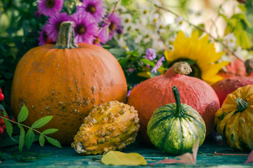 Autumn harvest garden pumpkin fruits colorful flowers plants