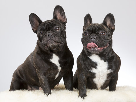 French bulldog portrait. Two dogs sitting next to each other. Image taken in a studio.