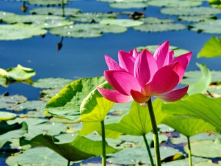 a lotus in full bloom in summer