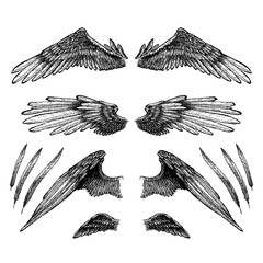 Collection of wings for your design