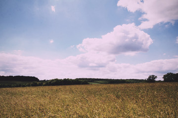 Fototapeta premium Wheat growing in a field in the Chilterns Vintage Retro Filter.