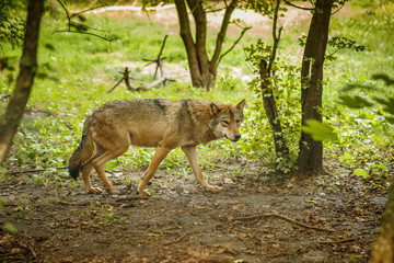 European wolf