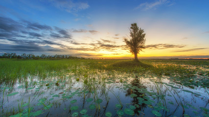 Fototapeta na wymiar Tree on the lake with sunset background