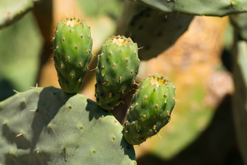 Cactus prickly pear opuntia with unripe green fruits