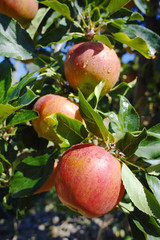Ripe pink organic apples on the tree