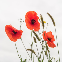 Fototapeta na wymiar Drei rote Mohnblumen und Gräser vor bedecktem Himmel – Three red poppies and grasses in front of overcast sky