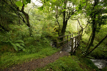 Wanderweg im Glasdrum Wood, Highlands, Schottland
