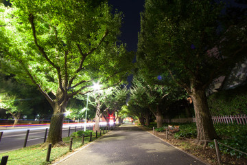 Tokyo Aoyama Meiji Jingu Gaien The middle of the night of the road
