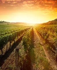 Gordijnen Rijen wijnstokken bij zonsopgang © luckybusiness