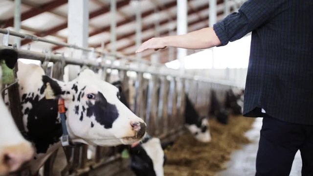 man or farmer with cows in cowshed on dairy farm
