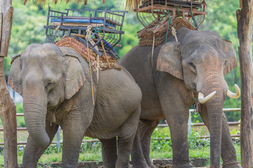 Fototapeta premium Portrait of Asiatic Elephant, Thailand.