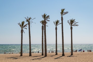 Palm trees growing on a beach in southern spain