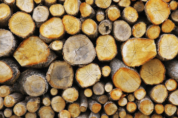 薪 / Pile of chopped fire wood