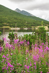 Obraz premium Beautiful view in Pirin mountain, Bulgaria.