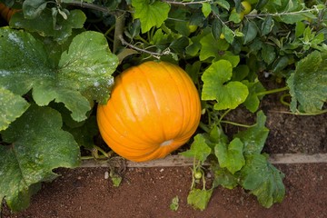 Obraz premium Pumpkin