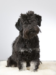 Black dog portrait. Image taken in a studio.