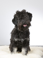 Black dog portrait. Image taken in a studio.