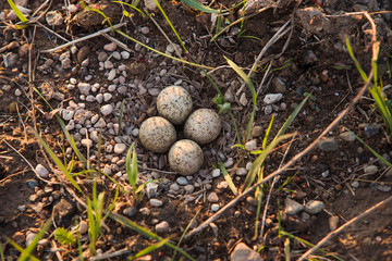 Гнездо чайки с яйцами на земле