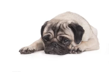 Foto op Plexiglas hond, mopshond, ligt op buik met kop op vloer kijkt verdrietig en huilt, geisoleerd op witte achtergrond © monicaclick