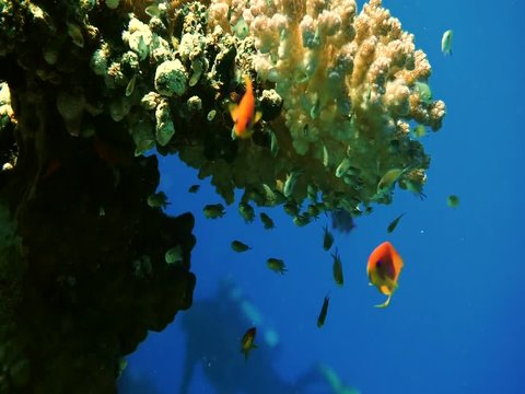 Coral Reef. School Of Fish. Colorful Coral