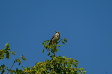 Corn bunting bird sing at Kerkini lake, nord Greece