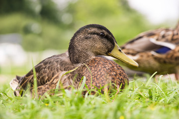 Männliche Stockente / Erpel (Anas platyrhynchos) im Schlichtkleid ruht im Gras, Schweriner See, Mecklenburg-Vorpommern, Deutschland