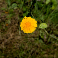 Ringelblume