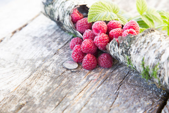 Raspberry on bark. Selective focus.