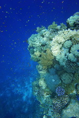 coral reef. School of fish. colorful coral