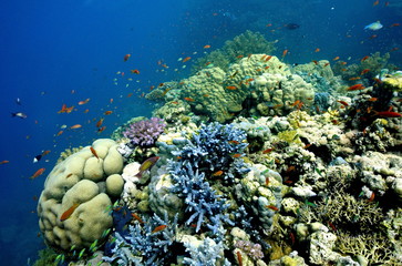 coral reef. School of fish. colorful coral