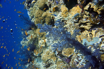 soft coral. macro