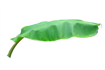 banana leaf on isolate and white background