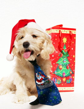christmas puppy