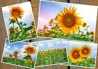 Collage from colors of a sunflower on wooden background