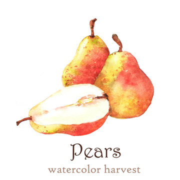 Watercolor autumn harvest. Isolated hand-drawn illustration of tasty ripe pears on the white background.