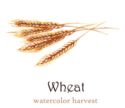 Watercolor autumn harvest. Isolated hand-drawn illustration of wheat ears on the white background.