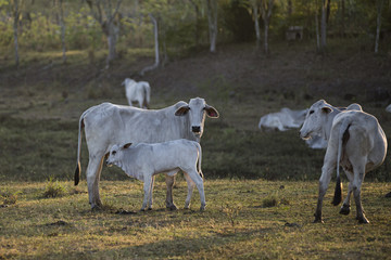 Nelore cows in Brazil © Nicole Ciscato