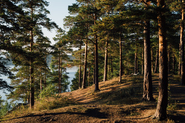 Pine forest near the lake on the mountain