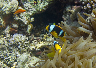 Naklejka na ściany i meble macro anemone and anemone fish. Nemo